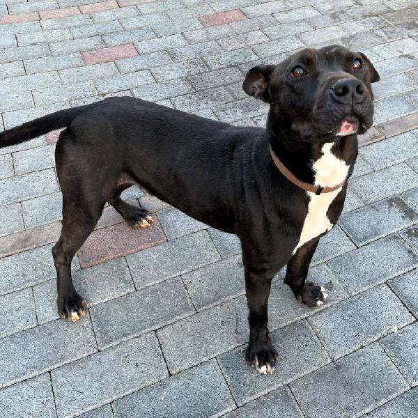 MAX GIOVANE PIT Foto 3